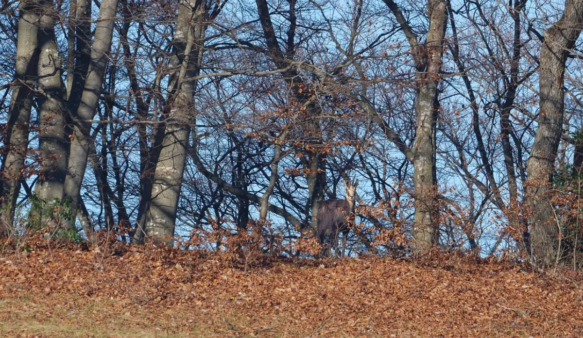 テレビで同じ話題ばかりになる理由