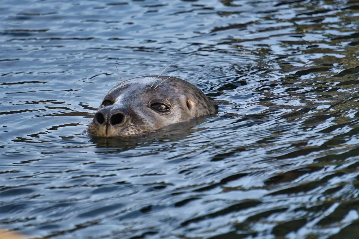 電車広告に「白背景」が多い理由