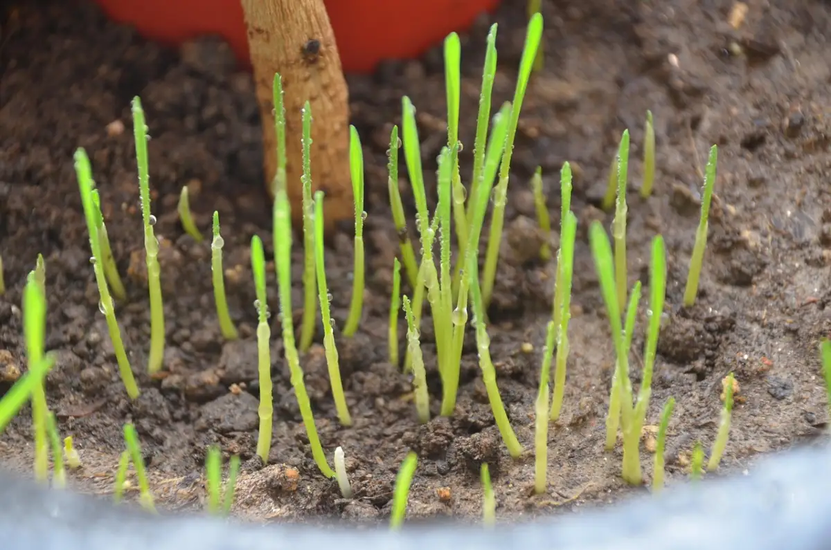 なぜ人気店の予約サイトは“重い”のか